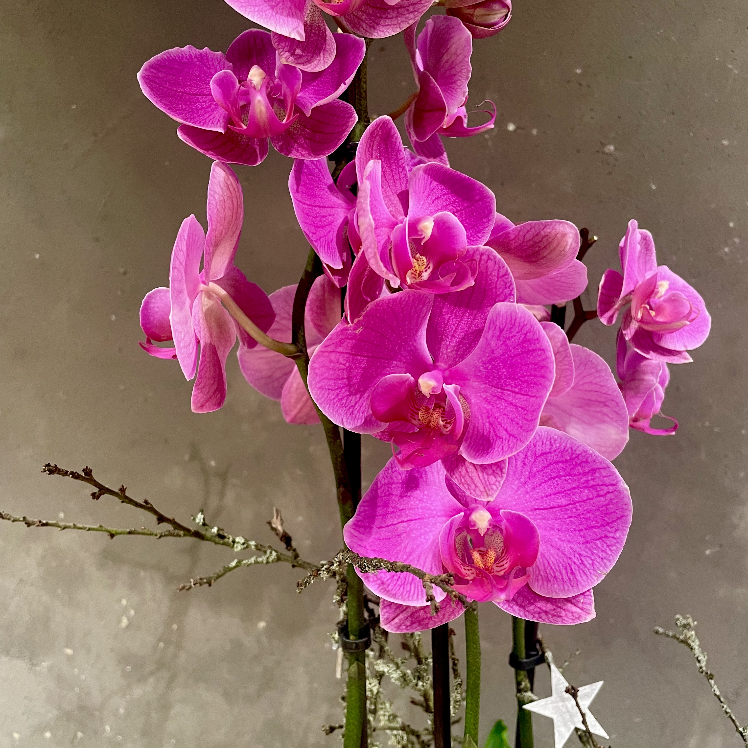 Arrangement mit pinkfarbener Orchidee 